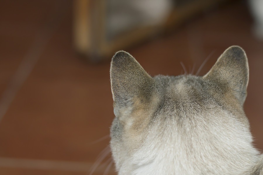 猫の耳の正しいお手入れ方法とチェックポイント