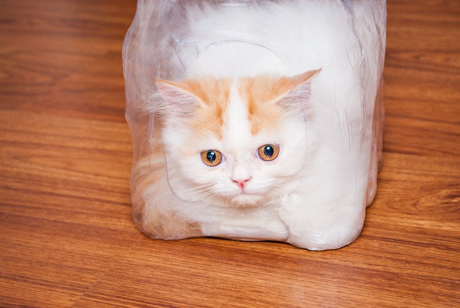 猫は「箱」が大好き！どんな箱によく入る？