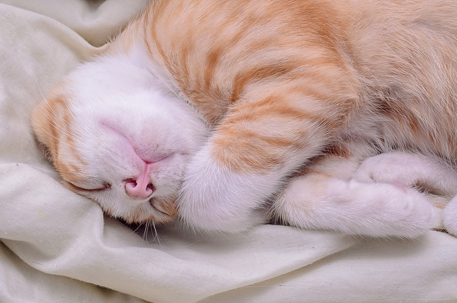 猫が身体の一部をくっつけて寝る理由