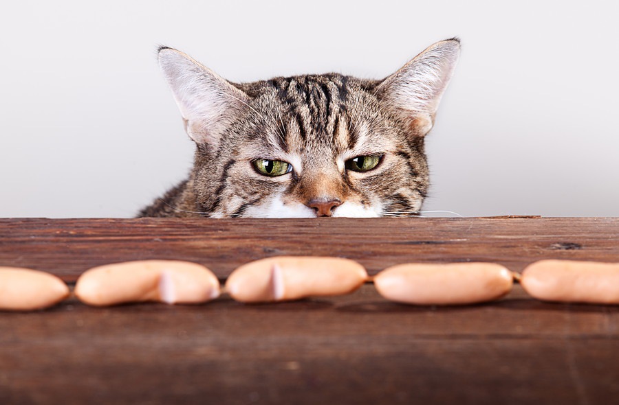 猫が口内炎の時の食事、食べない時の対処法