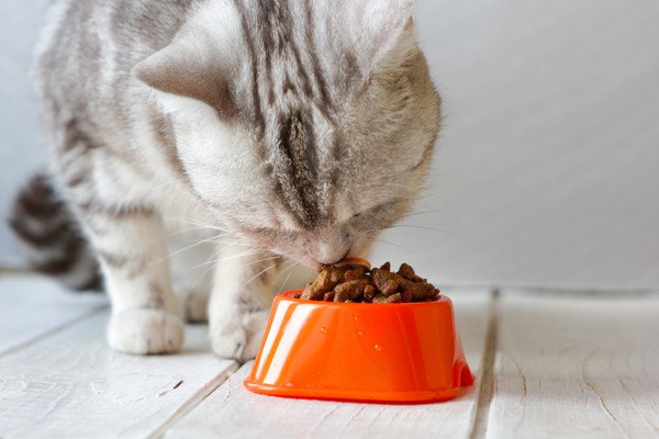 猫が美味しい物を食べた時の7つの仕草