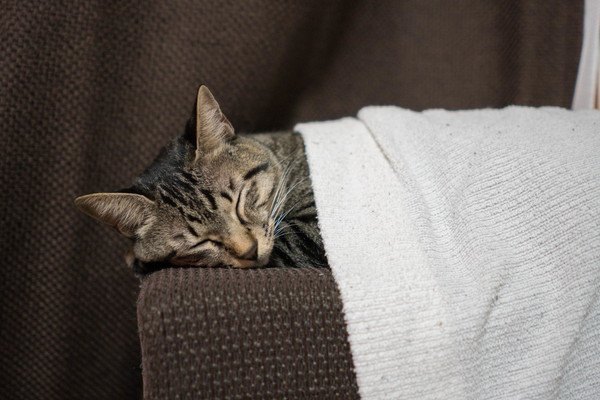 布団に乗ってきて重い！猫が飼い主の上で寝るのはどうして？