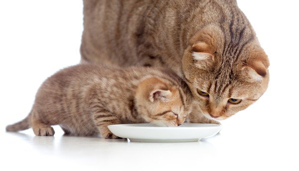 子猫の乳離れはいつ？出来ない時の対処法や離乳食を与える時期