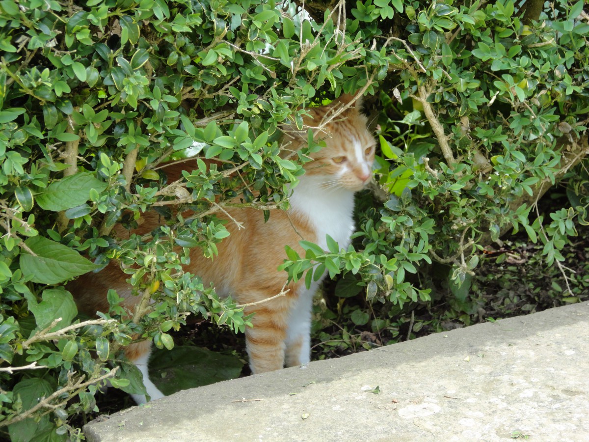 イギリス猫の旅♪英国チャーチル元首相が愛した猫『ジョック五世』に会いに行ってきました！
