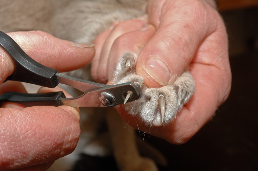 猫の爪の切り方と便利グッズについて