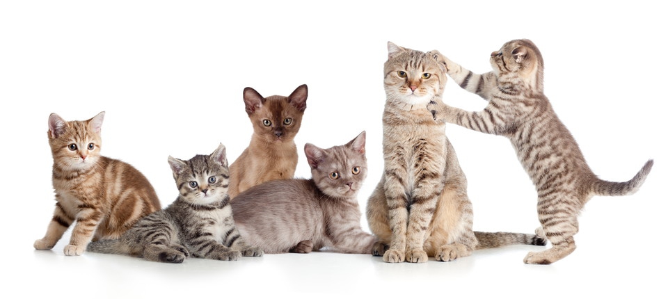 小型の猫の様々な種類とその平均サイズ