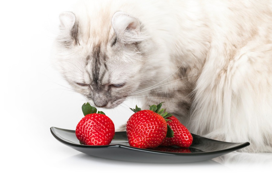 猫に果物を与えてもいい？与えていい果物・危険な果物を解説！