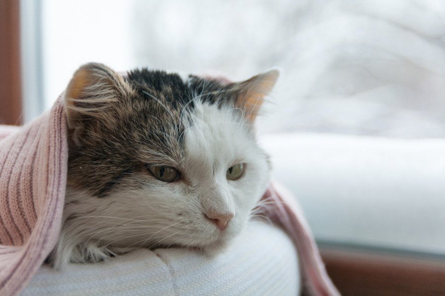 猫の白血病が発症した時の余命や症状、原因について