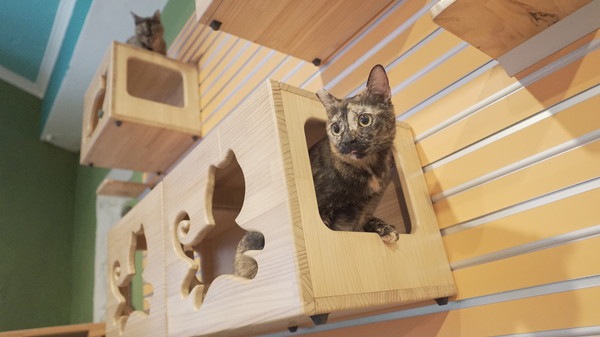 木製猫タワーの選び方とおすすめ商品