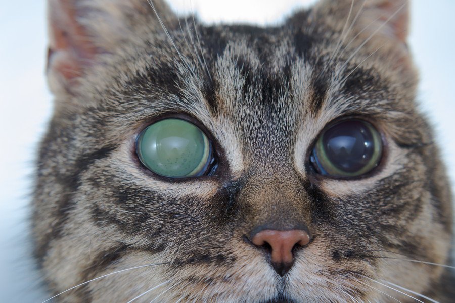 猫が緑内障になった時の症状とは？原因、治療の方法も解説