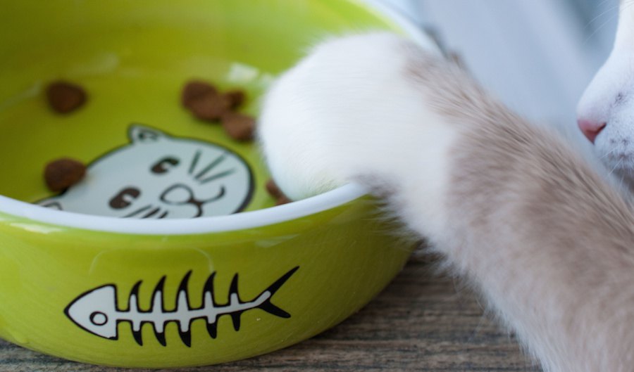 猫のエリザベスカラーにはドーナツ型がおすすめ！利点やおすすめ商品