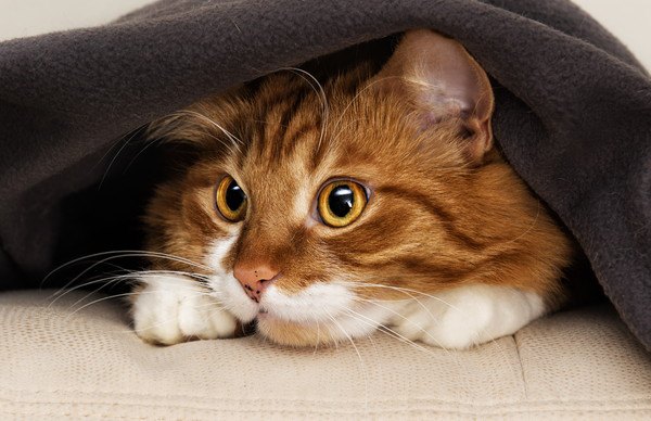 猫がお気に入りの物を隠しがちな６つの場所