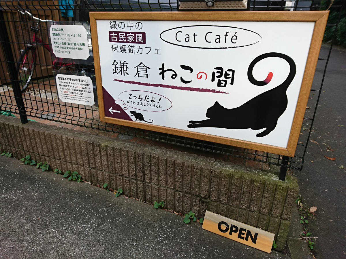 まるで一流サロン！？長谷の住宅街にひそむ保護猫カフェ『鎌倉ねこの間』