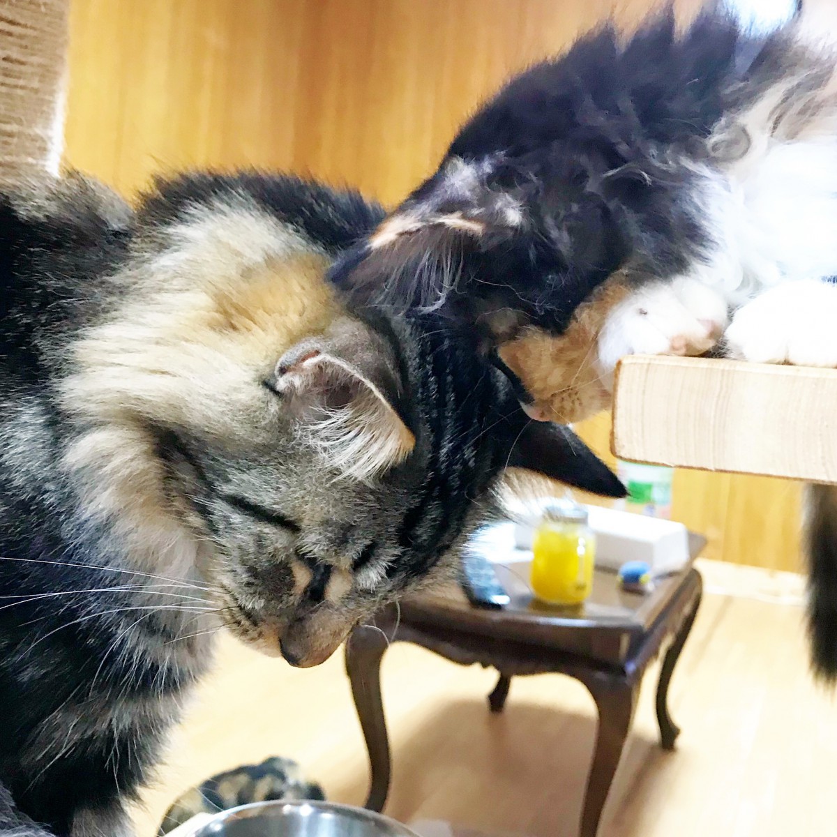 三重県にある「ねこやカフェ」は優しい猫たちに会える”保護猫カフェ”です