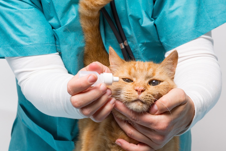 猫の健康状態は「目やに」でわかる！病気や怪我の時の目の状態とは？