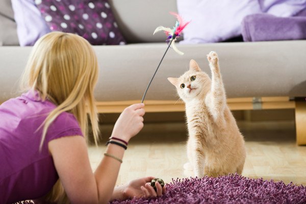 子猫と遊ぶ時は遊びすぎに注意！適した頻度や遊び方