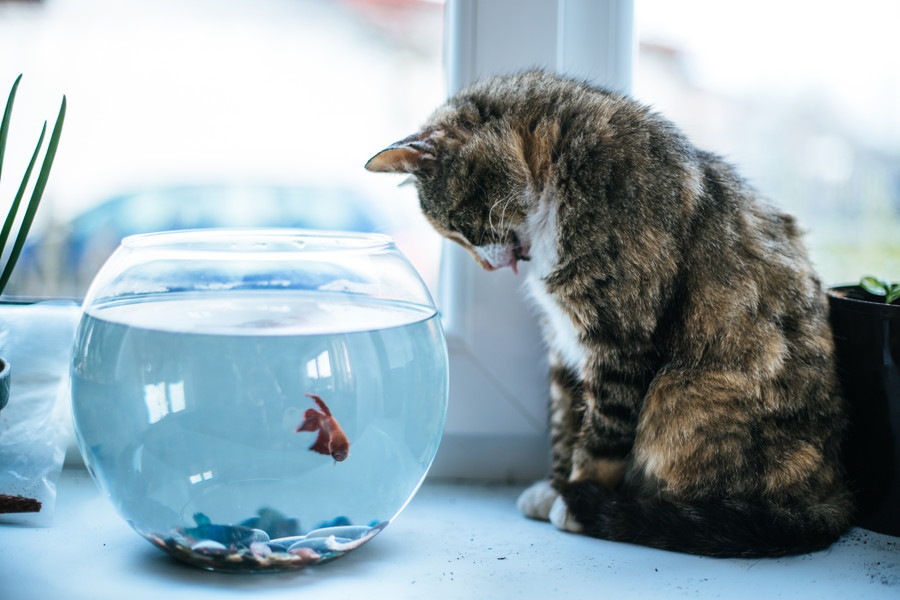 水槽を監視する猫たち14選！気になる心理とは…
