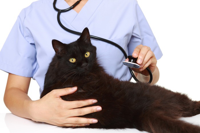 猫の腹膜炎の症状や原因、治療法とは