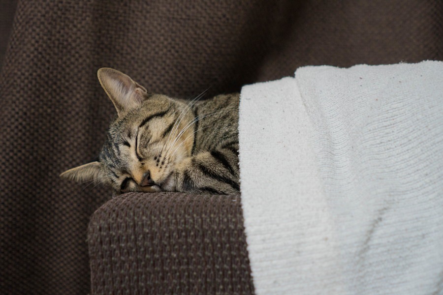 猫を寝かしつける7つの方法