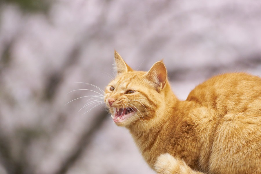 鳴かない猫はいる？声が小さい種類や鳴き声がうるさい理由
