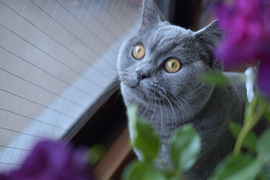 腎臓が悪い猫には目の障害に注意！Twitterで話題の「ウチの猫の失明」
