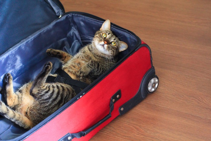 猫との旅行での必要なものと注意点とは