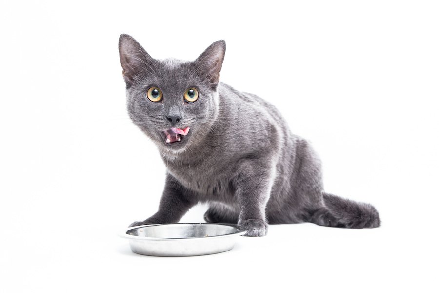 猫が「うみゃうみゃ」言いながらご飯を食べる3つの心理