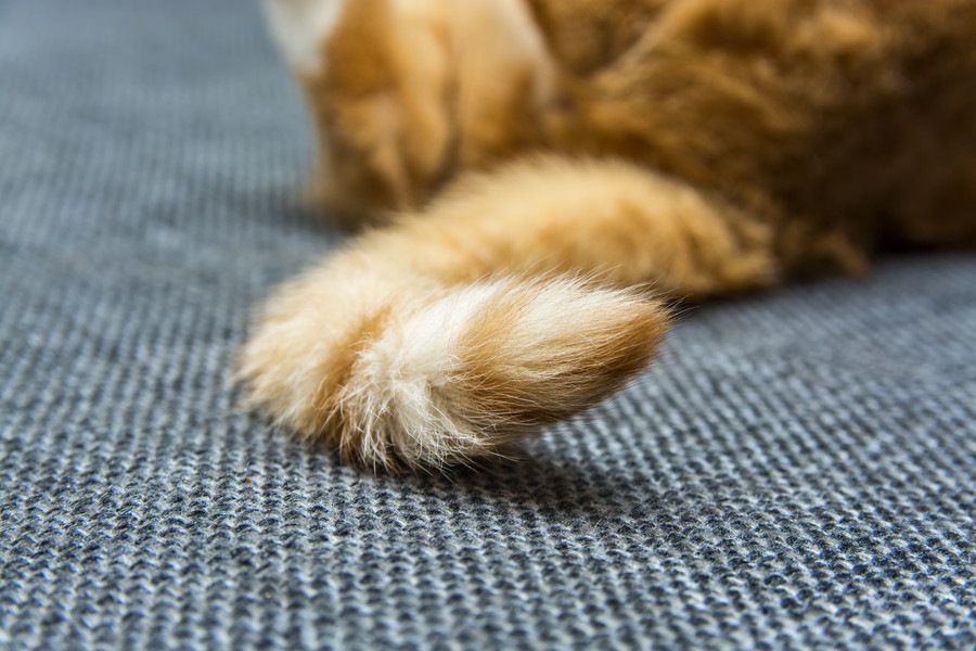 猫がしっぽをふる意味！振り方からわかる機嫌6パターン