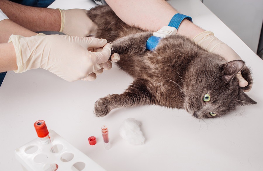 猫の血液型による性格の違いとは？種類の割合と輸血の方法
