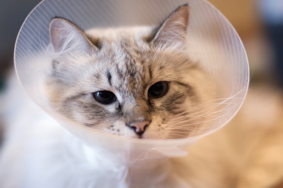 猫が目に怪我をしている時の4つの症状、対処法、原因