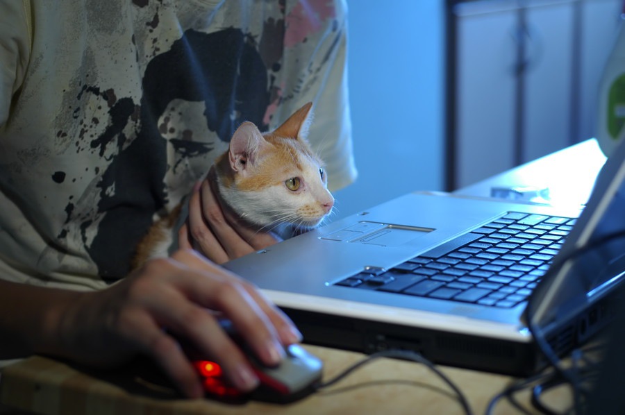 パソコンに乗る猫の気持ち