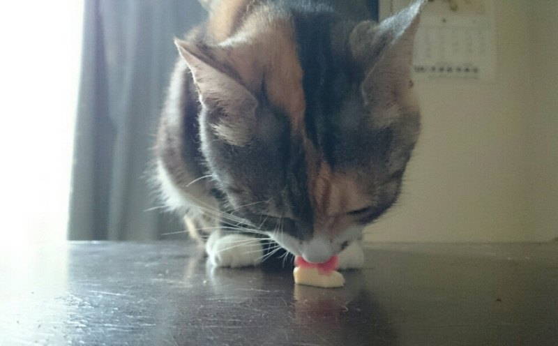 「うむむ？これは…」食いしん坊猫のレイラさん、初めての卵豆腐のご感想は？