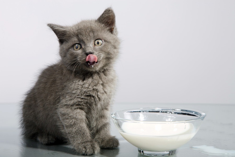 猫に豆乳を与えても大丈夫？栄養素や与える時の注意点を解説！