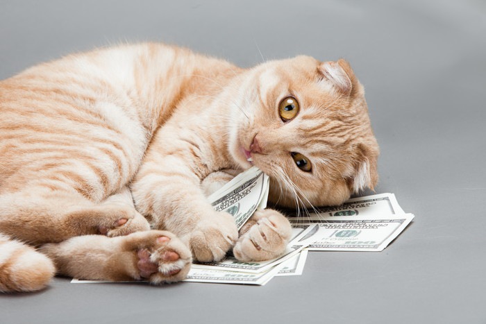 【猫の多頭飼いを成功させる】気になるアレコレ！実際飼育費はいくら掛かるの？