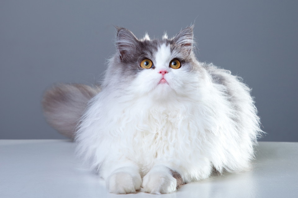 ペルシャ猫がかかりやすい病気とその注意点