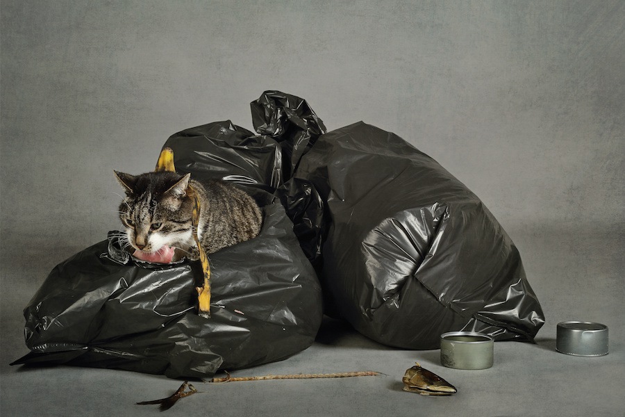 猫の「ゴミ箱漁り」をやめさせるには？４つの対策