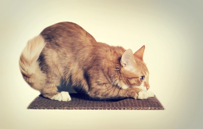 猫がひっかく時の4つの理由と対策の方法