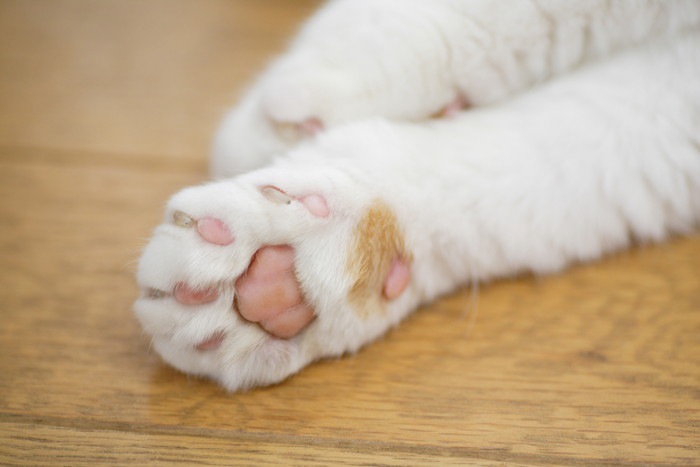 猫の巻き爪の症状とその予防について