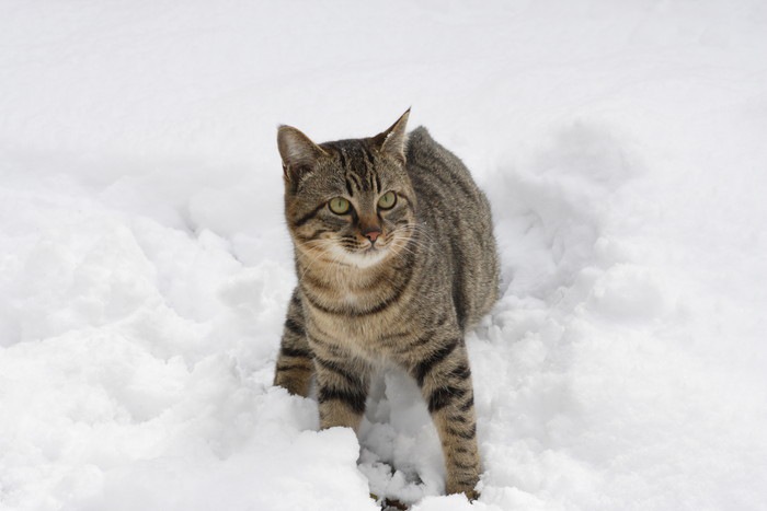 猫に雪道を歩かせる時に注意する事や対処法