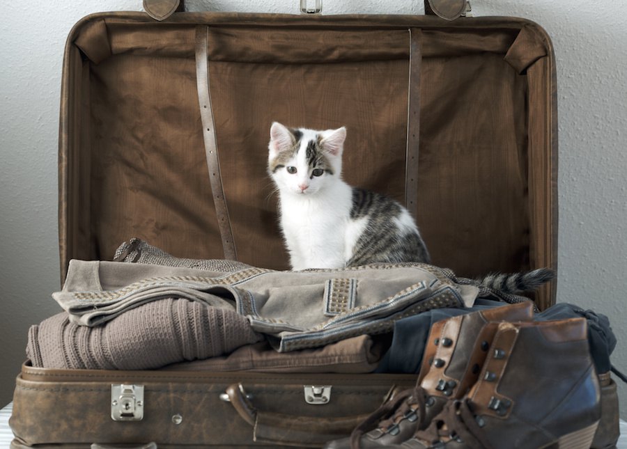 旅行中に猫は留守番できる？注意点や家に置いていけない時の対処法