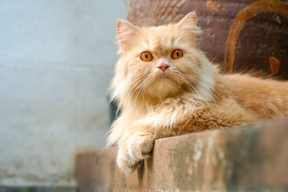 ペルシャ猫の寿命と長生きの秘訣！かかりやすい病気を把握しよう