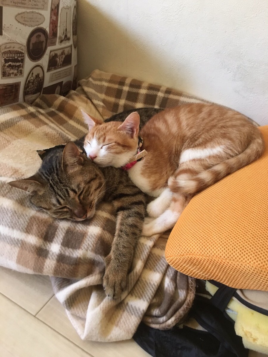 猫が他の猫や飼い主を抱きしめて眠るのはどうして？