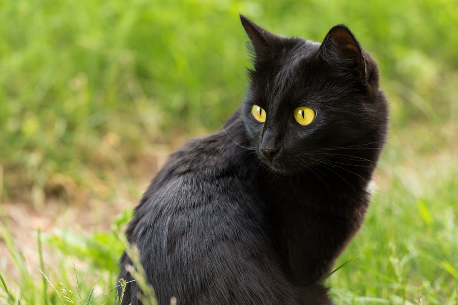 黒猫の品種14選それぞれの性格や特徴、飼い方について