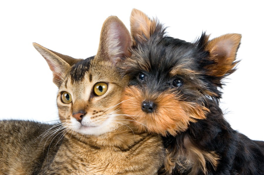 猫や犬動物のためにある法律「動物愛護管理法」とは？