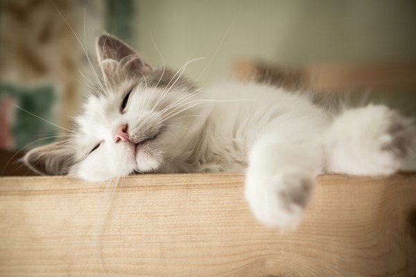 猫が伸びて寝る７つの心理 