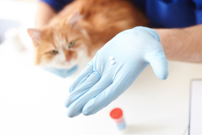 猫によく処方される抗生物質とその副作用