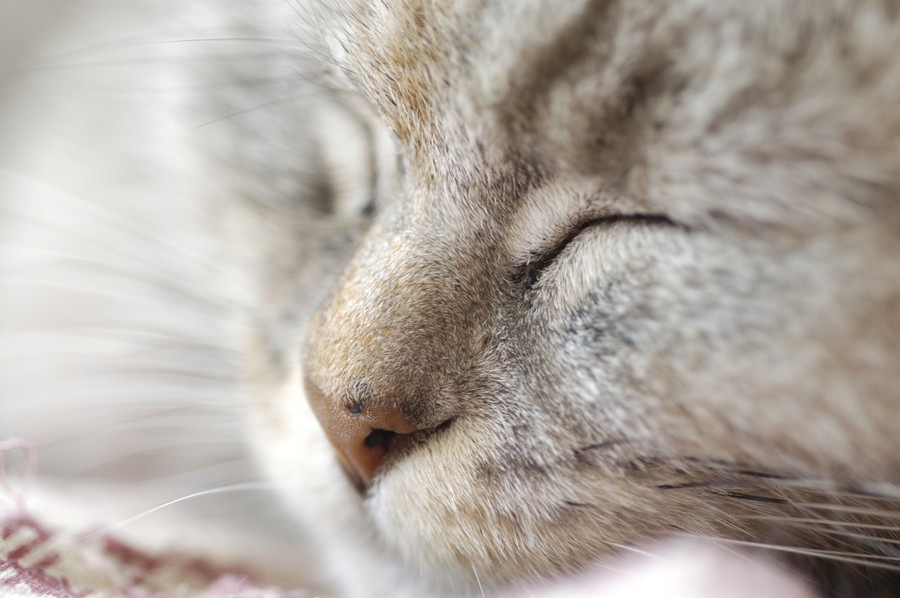 猫の鼻が乾燥している時の対策と予防する方法
