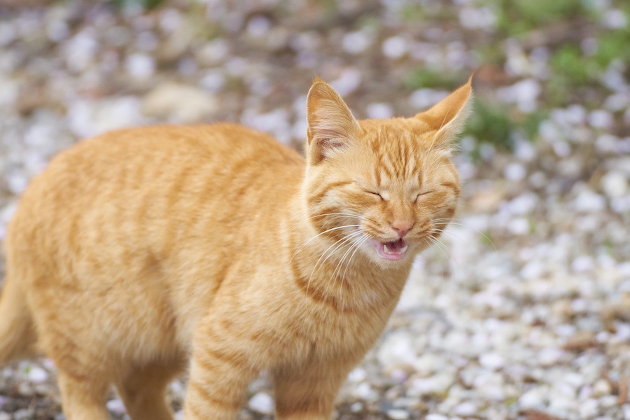 猫のくしゃみが止まらないのはどうして？原因や対策の方法