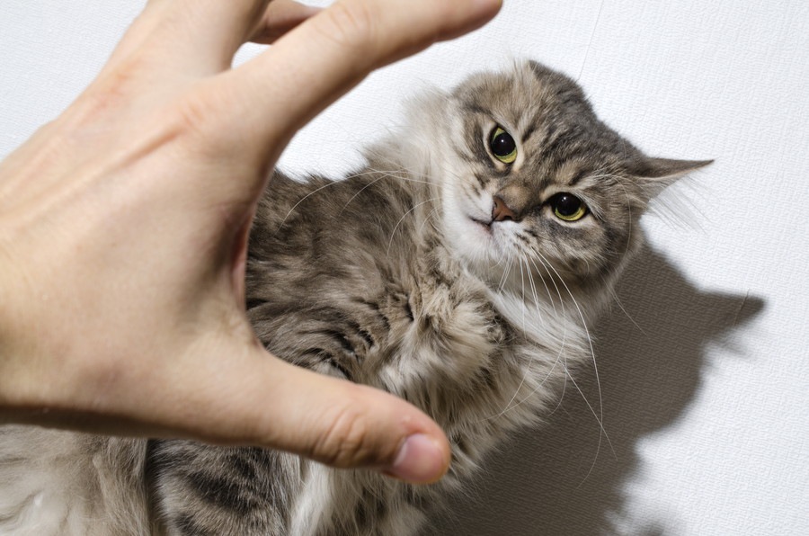猫にひっかかれたら要注意！危険な感染症と対処法