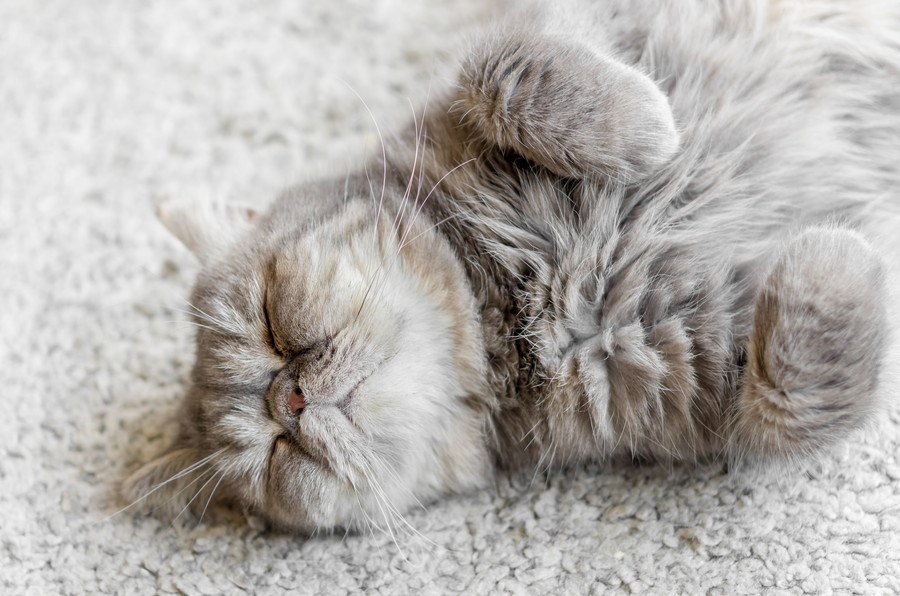 どうして猫はずっと寝てるの？夢は見る？睡眠に関する豆知識